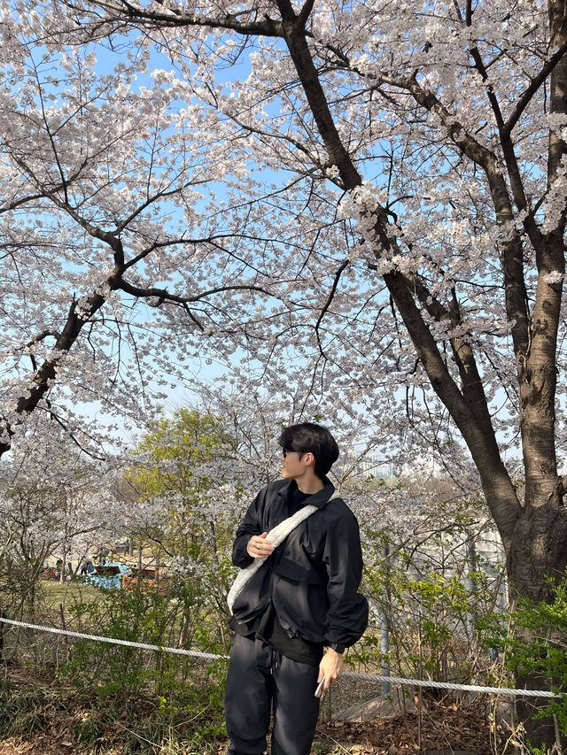 만개한 벚꽃은 여의도 한강공원에서!