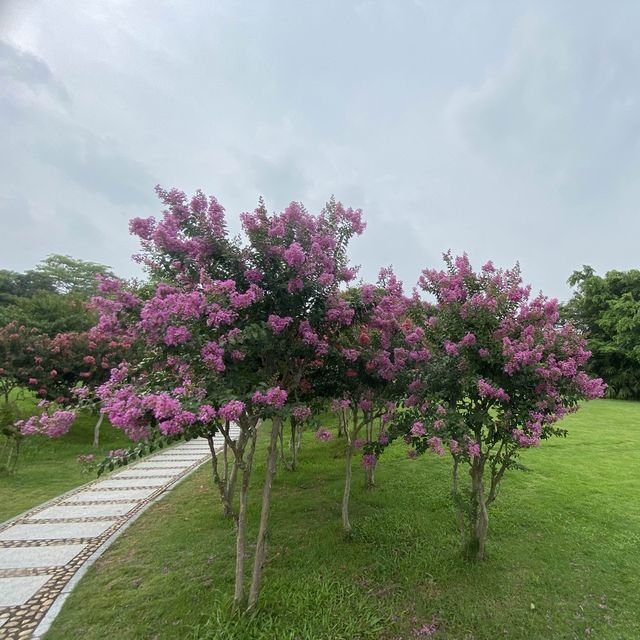 【城市中的巨大綠洲：深圳灣公園】