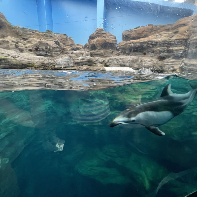 老少皆宜的海遊館🌊