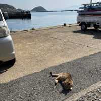 『 🐈藍　相島（あいのしま）🚢  』IN福岡県