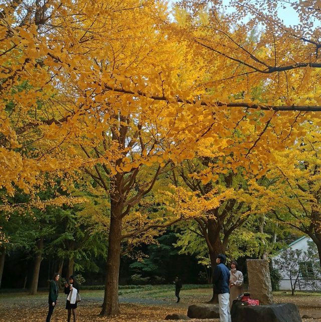 beautiful yoyogi park