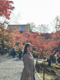 🇯🇵京都紅葉🍁東福寺🍁超美😍