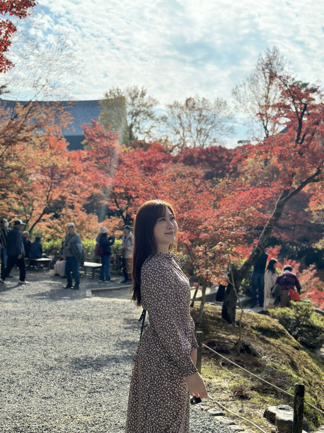 🇯🇵京都紅葉🍁東福寺🍁超美😍