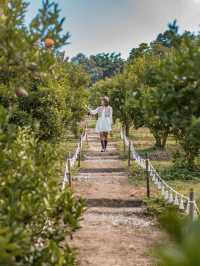 Jinju The Orange Farm สวนส้มที่ม่อนแจ่มฟีลเกาหลี🍊