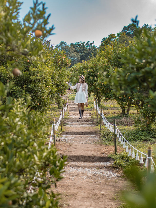 Jinju The Orange Farm สวนส้มที่ม่อนแจ่มฟีลเกาหลี🍊