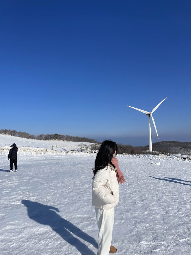 눈꽃여행은 바로 여기, “삼양라운드힐”
