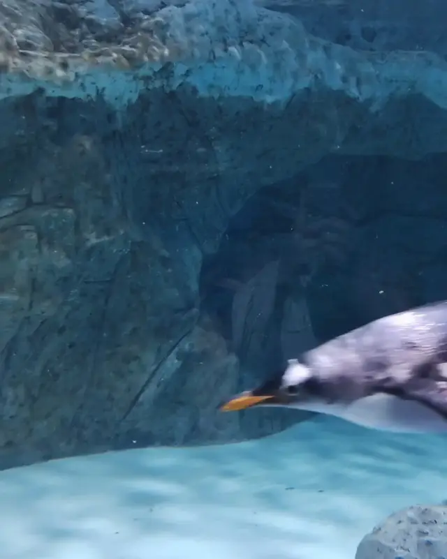 越南富國島 快樂的企鵝