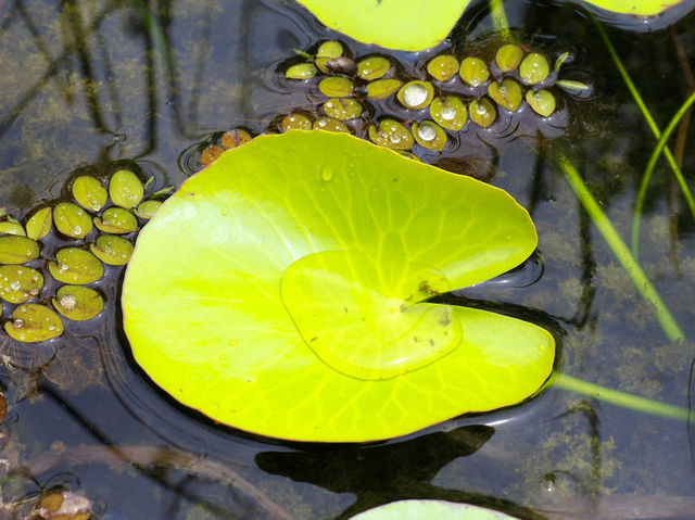 Sungei Buloh Wetland Reserve