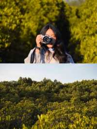 เดินป่าชมทุ่งโปรงทอง | วนอุทยานแห่งชาติปราณบุรี🌳