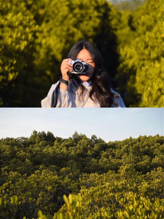 เดินป่าชมทุ่งโปรงทอง | วนอุทยานแห่งชาติปราณบุรี🌳
