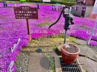 Higashimokoto Shibazakura Park 