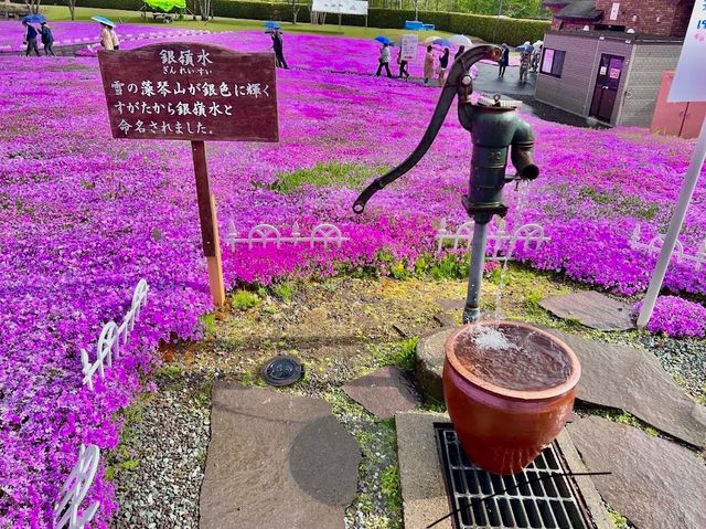 Higashimokoto Shibazakura Park 