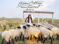 Merino Sheep Farm น้องแกะน่ารัก 