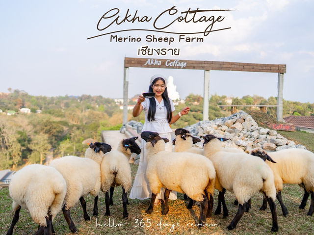 Merino Sheep Farm น้องแกะน่ารัก 