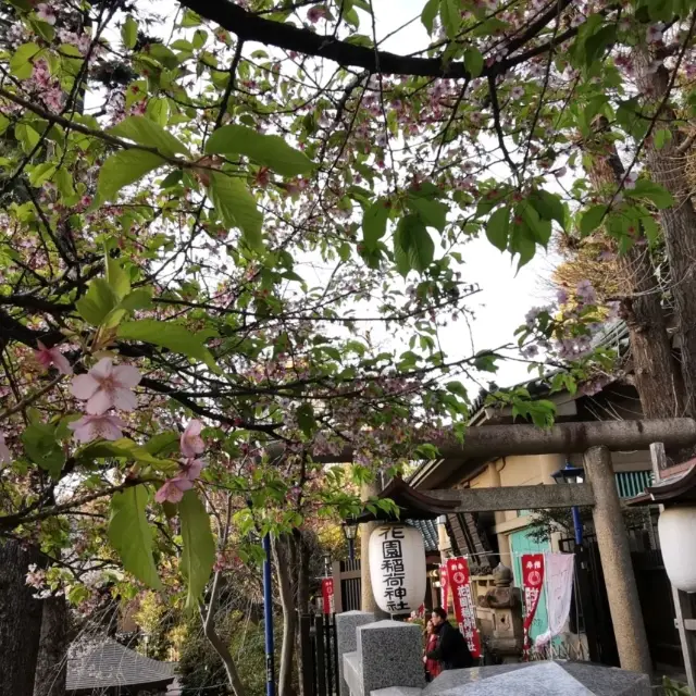 上野公園・花園稲荷神社の桜🌸