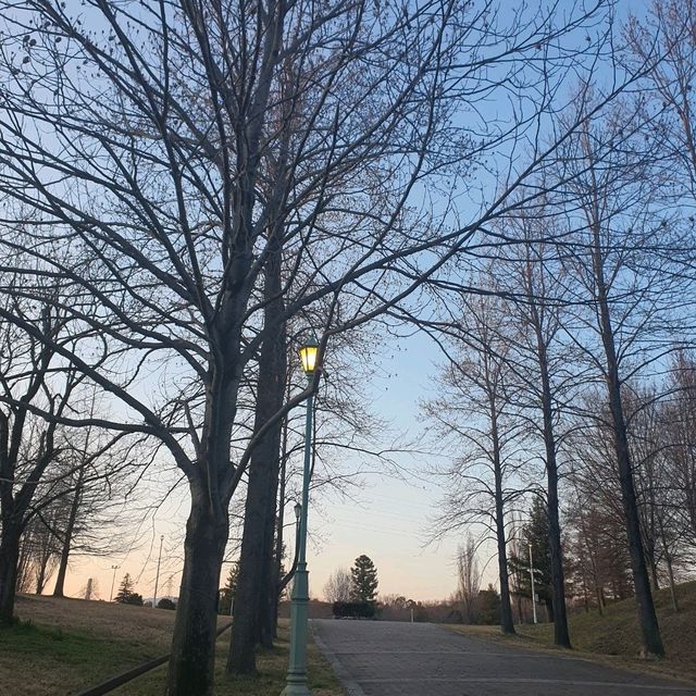 【山田池公園】一足早い河津桜は満開です！