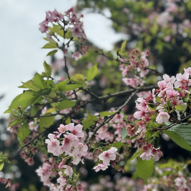 SAKURA.......CHIANGKAI-SHEK TAIPE 🌸