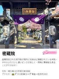 【密蔵院/埼玉県】満開の桜を早めに見られる「安行桜」