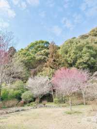 【岩国】春はのんびり気持ちいい吉香公園へ🌸