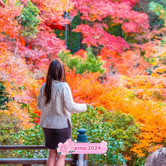 วัดพรมแดง ที่สวยมากๆในฤดูใบเปลี่ยนสีของญี่ปุ่น