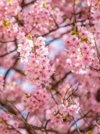 Kawazu Sakura Cherry blossom แห่งเมืองคะวะซุ🌸
