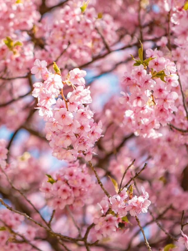 Kawazu Sakura Cherry blossom แห่งเมืองคะวะซุ🌸