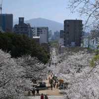 ซากุระชมพูอ่อน สวน Nishi park