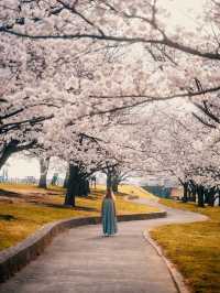 아카바네 사쿠라츠츠미 공원 🌸