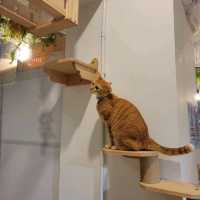 超治癒貓貓Cafe🐱打卡一流