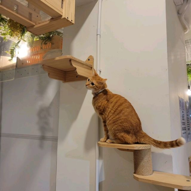超治癒貓貓Cafe🐱打卡一流