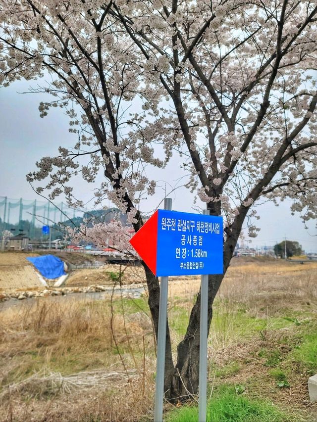 지금 원주천엔 벚꽃물결이 한가득🌸