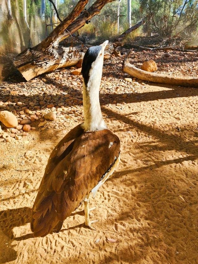 Alice Springs Desert Park