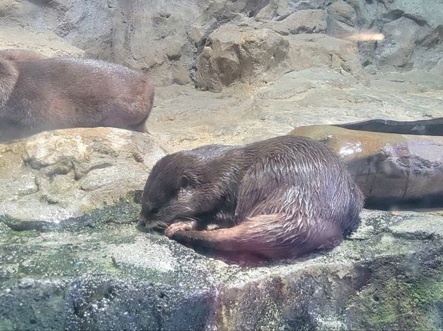 正佳極地海洋世界