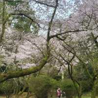 富津公園：春季賞櫻勝地，日本必遊景點