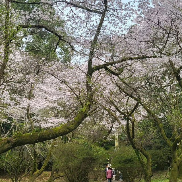富津公園：春季賞櫻勝地，日本必遊景點