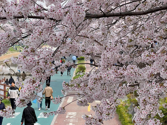 🌸서울 벚꽃 명소, 불광천!🏞️