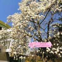 N Namsan Tower in Seoul 