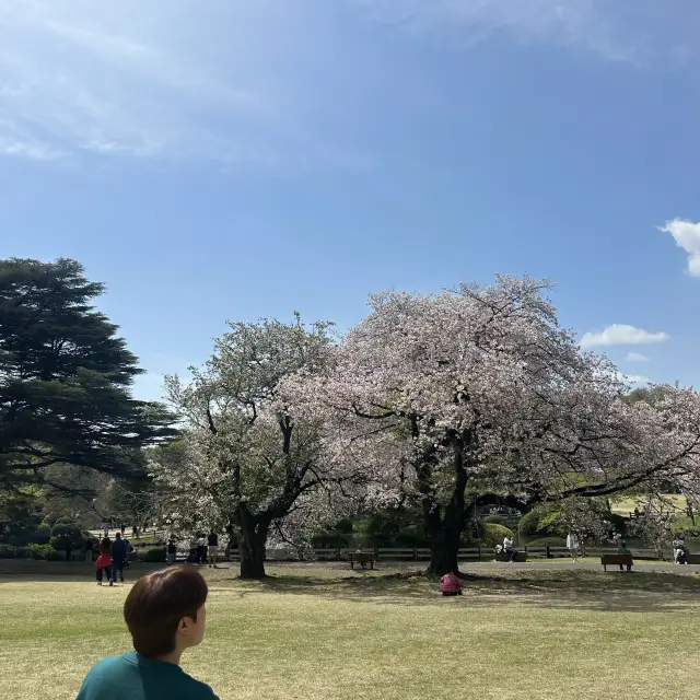 신주쿠 교엔 벚꽃 나들이