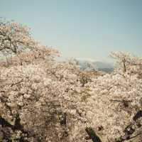 ทีมซากุระสงกรานต์ที่ภูมิภาค Tohoku (Funaoka)