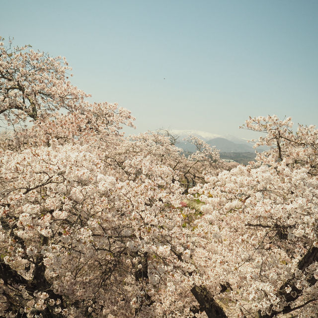 ทีมซากุระสงกรานต์ที่ภูมิภาค Tohoku (Funaoka)