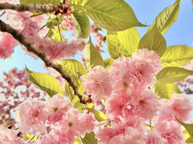 부산 겹벚꽃 제일 예쁜 민주공원🌸