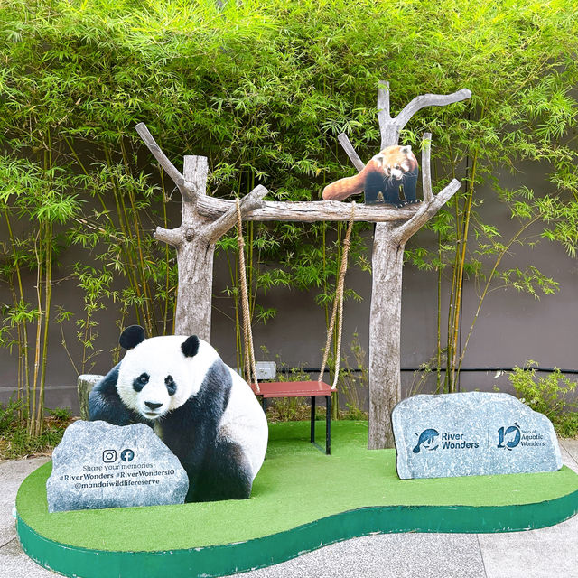 Giant Pandas Kai Kai & Jia Jia