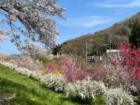 一目千本桜　宮城県の絶景【桜🌸】