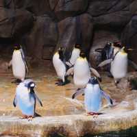 六福村野生動物園：近距離欣賞珍稀動物，親子娛樂的理想去處