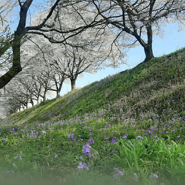 群馬県の桜🌸絶景