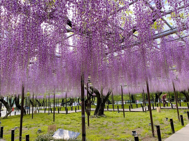 ชมดอกวิสทีเรีย (Wisteria) ใกล้นาโกย่า🪻