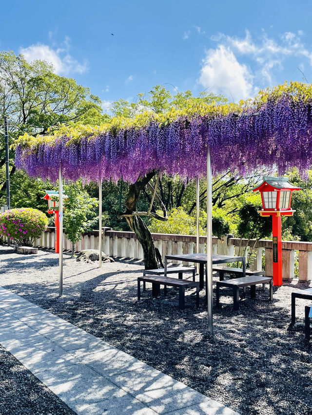 【おりひめの藤/栃木県】足利織姫神社の満開の藤