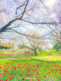 【東京】まるでオランダのような公園〜チューリップと桜〜