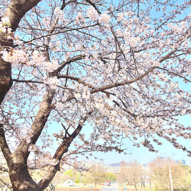 Picnic at Yeouido Hangang Park