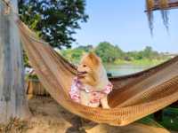 คาเฟ่ริมน้ำในรีสอร์ท The Antique Riverside 
